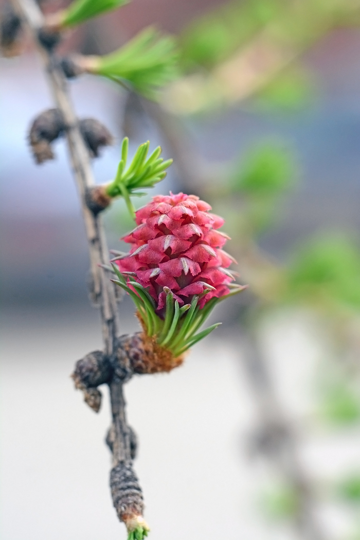 larch blossoms - My, Larch, The photo, Macro, Plants, Tree, Nikon d7100, Cones, Macro photography