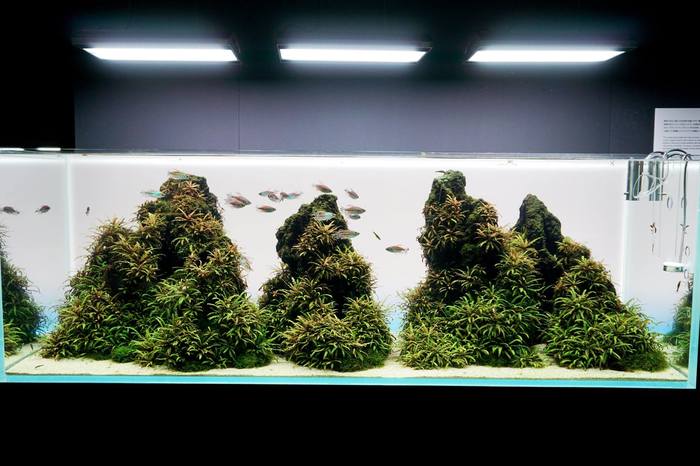 Дизайн Амано