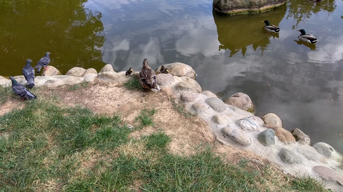 Duck and ducklings - Duck, Ducklings, The park, Pond, Italy, Longpost