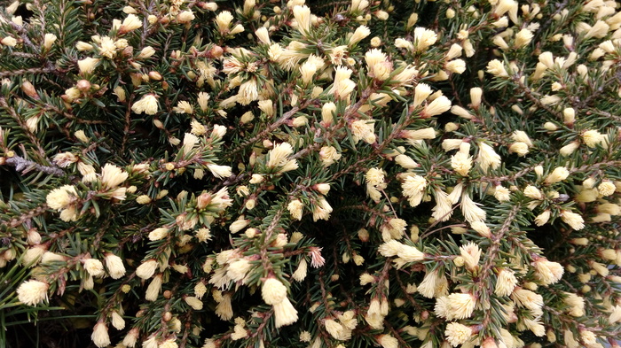 Свежие побеги