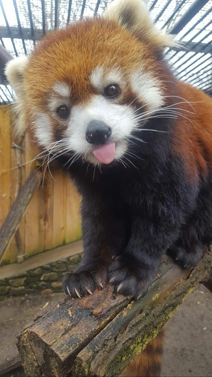 Red panda - Reddit, Animals, Red panda