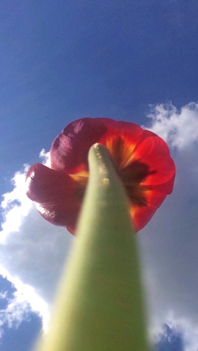 Tulip - My, Sky, Flowers, Tulips