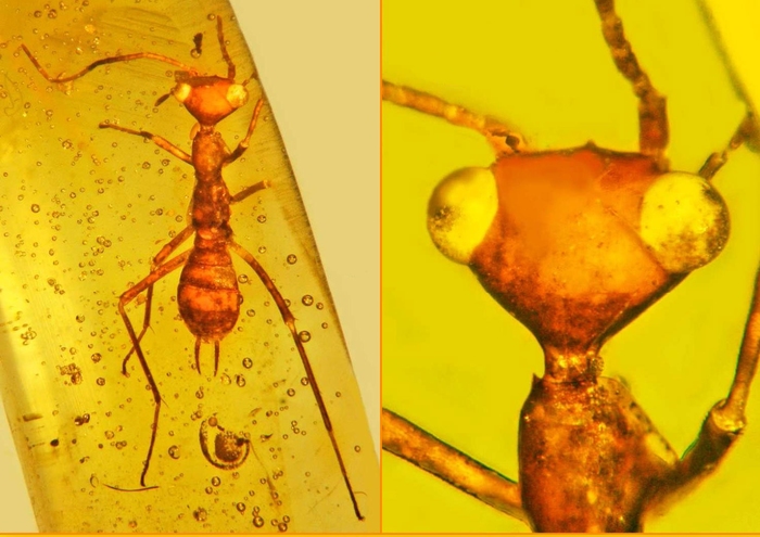 Aliens from amber - Paleontology, Insects, Amber, Cockroaches, Mantis, The science, Interesting, Longpost