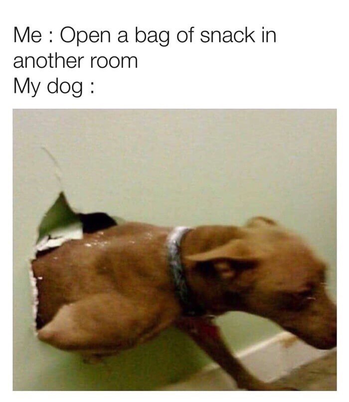 Me: opening a bag of goodies in another room - 9GAG, Dog, Yummy