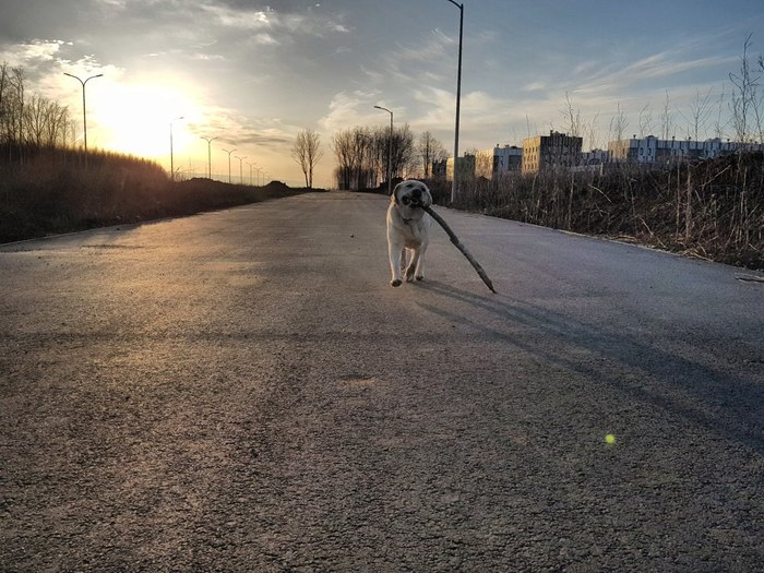 HDR Labrador - My, Labrador, Stick, Innopolis, HDR