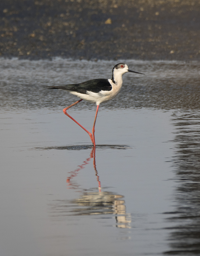 Birds and work - My, Birds, Photo hunting, Kingfisher, Stilt walker, Tangerines, Find, Longpost