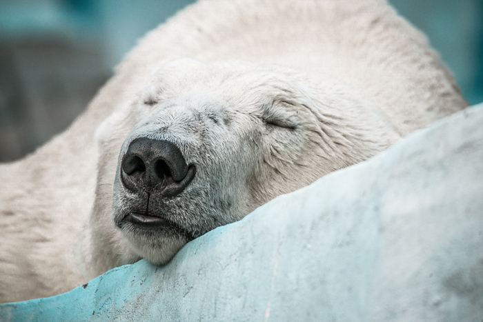 Pets of the Novosibirsk Zoo: polar bears - My, Polar bear, Novosibirsk Zoo, Animals, Predator, Mammals, Portrait, Longpost