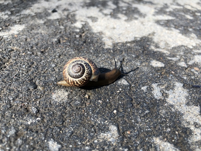 I noticed such a beauty in the park on a morning walk - My, Walk, The park, Snail, Tula, 1st of May