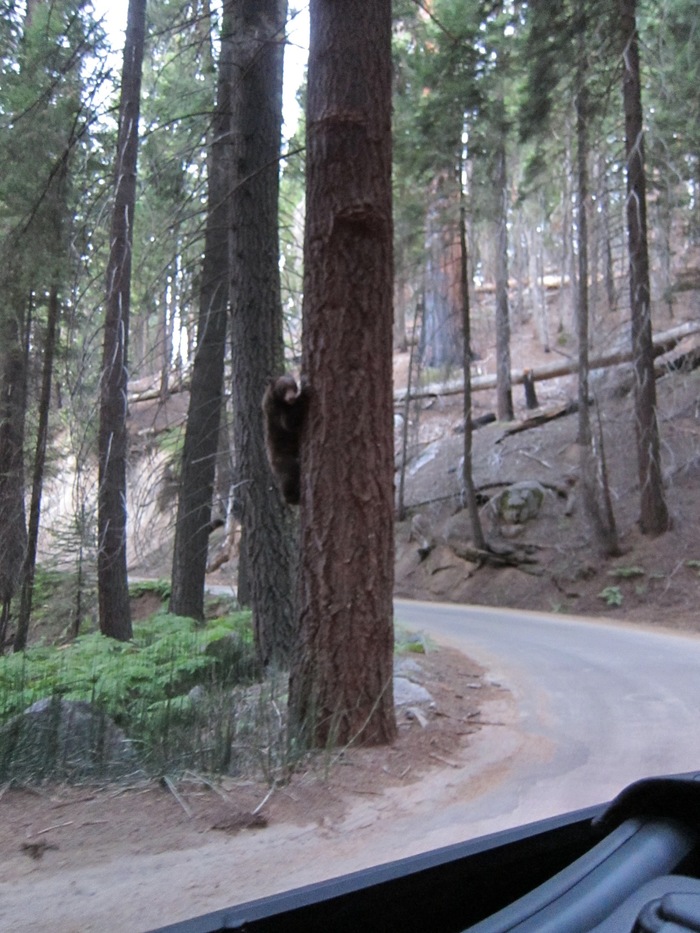 Teddy bear in the forest - My, The Bears, Forest, wildlife