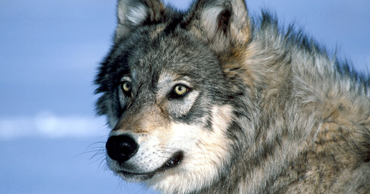 Фото волка на телефон. Yellowstone Wolf. Волк в Йеллоустоне. Пятнистый волк. Волк оскал.