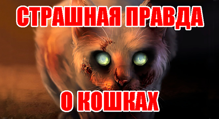 Это может спасти ваше здоровье, а возможно и жизнь! - Видео, Аллергия, Здоровье, Человек, Болезнь, Кот, Моё, Шерсть, Fel D1