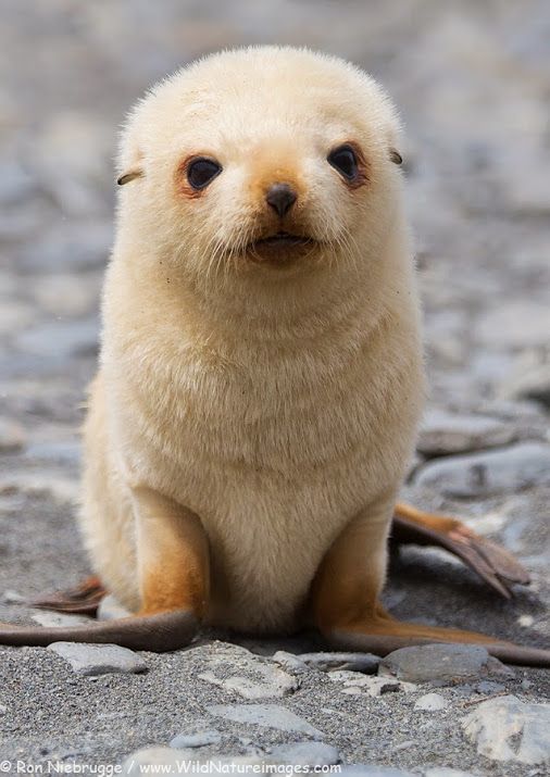 Fur seal puppy - The photo, Fur seal, Young, Animals