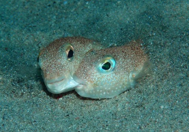 Architect fish (white-spotted pufferfish) making patterns on the seabed - , Pufferfish, Nature, Longpost