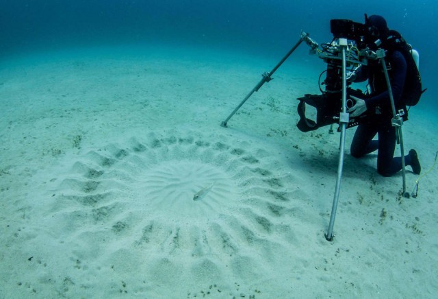 Architect fish (white-spotted pufferfish) making patterns on the seabed - , Pufferfish, Nature, Longpost