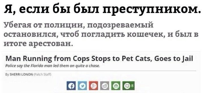 Cat lover - cat, Criminals