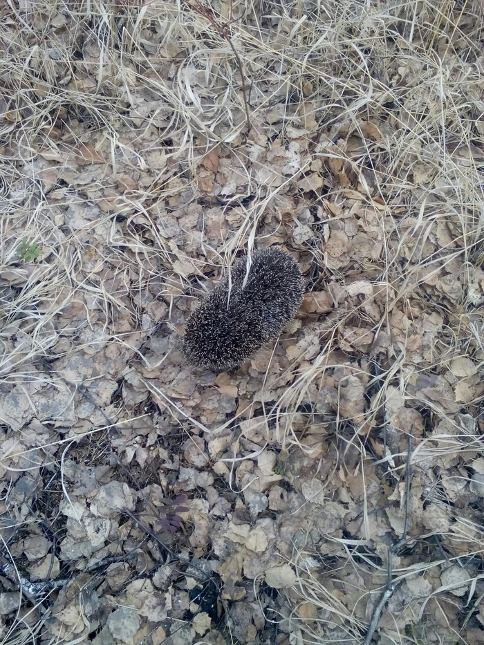 Ходил проверить березовый сок. | Пикабу