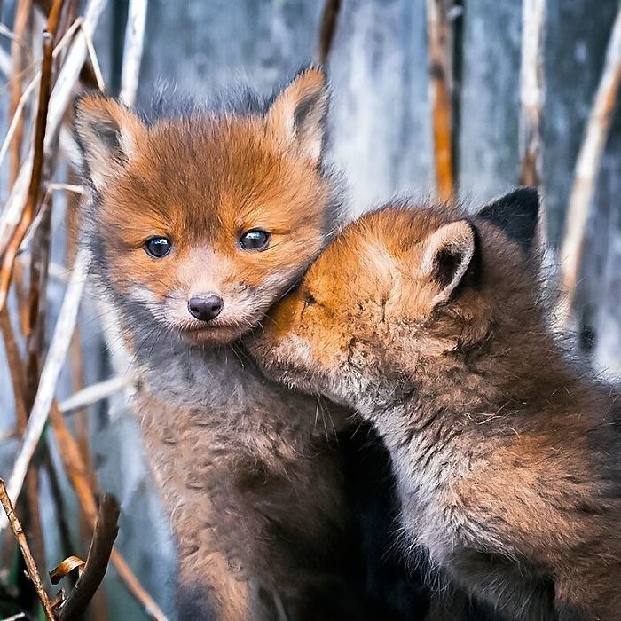 Foxes and foxes in all their glory! - Fox, The photo, Longpost, Animals, Fox cubs