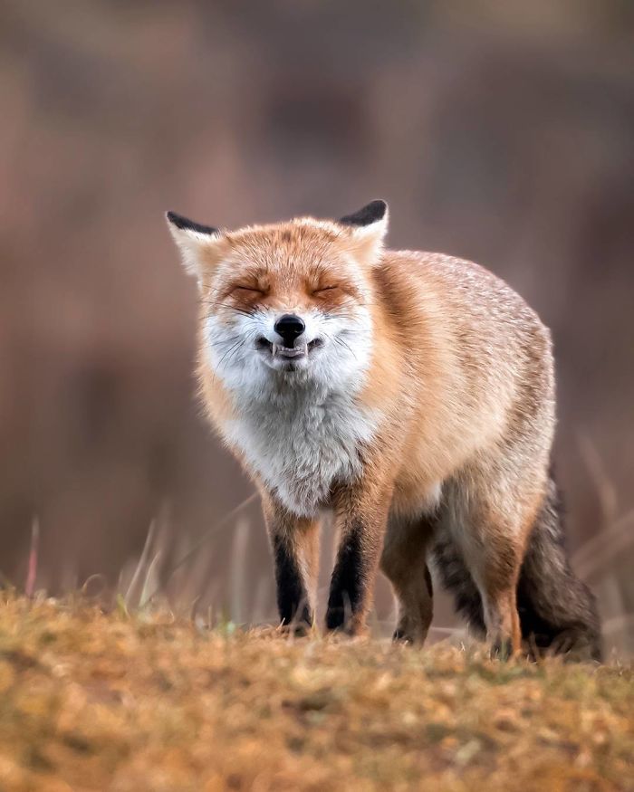 Foxes and foxes in all their glory! - Fox, The photo, Longpost, Animals, Fox cubs