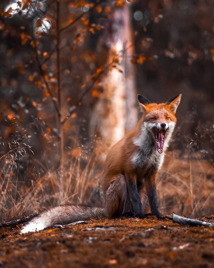 Foxes and foxes in all their glory! - Fox, The photo, Longpost, Animals, Fox cubs