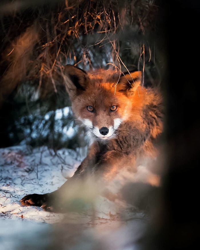 Foxes and foxes in all their glory! - Fox, The photo, Longpost, Animals, Fox cubs