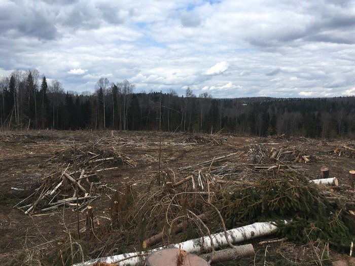 Let's protect the forests of the Moscow region! - Forest, Ecological catastrophy, , Greenpeace, Longpost