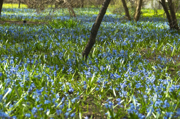 Spring - Spring, My, Primroses, Proleski