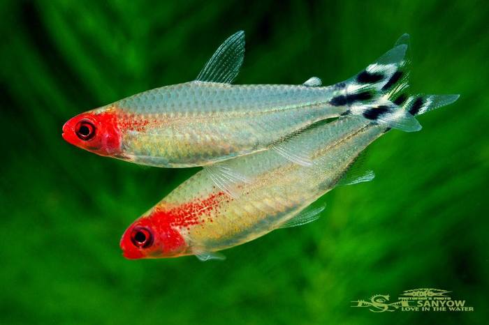 Hemigrammus bleheri