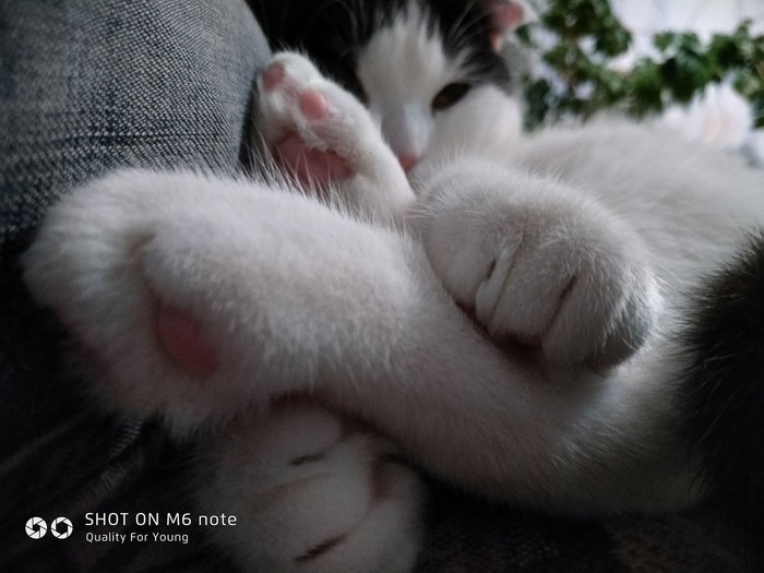 cat paws - My, cat, Paws, The photo