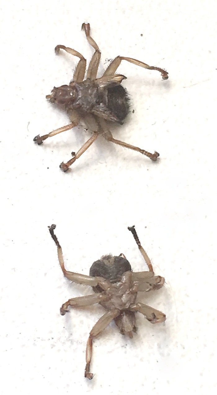 Help define! - My, Insects, What's this?