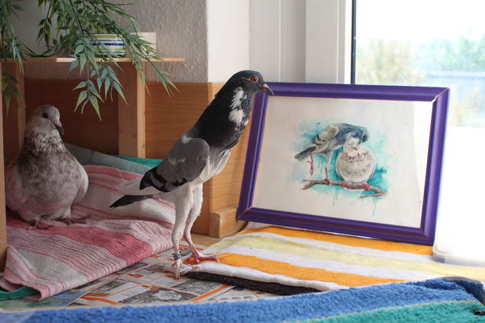 Customers are happy! - My, Pigeon, Painting, Artist, Watercolor, Birds, Milota, mail, Customers, Longpost
