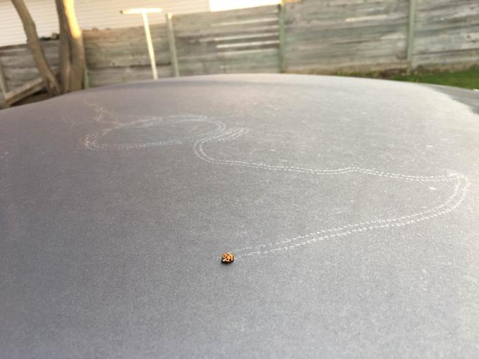 Ladybug travel on the roof of my car - ladybug, Car, Dew, Reddit, Frost, Track