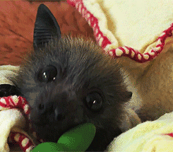 Ear charger - sticky GIF, GIF, , Bats