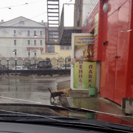 Бахнем по пивку?