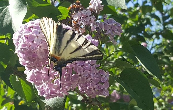 Wrap photo - My, Lilac, Butterfly, Krasnodar, Spring, The photo, Samsung Galaxy S6 Edge