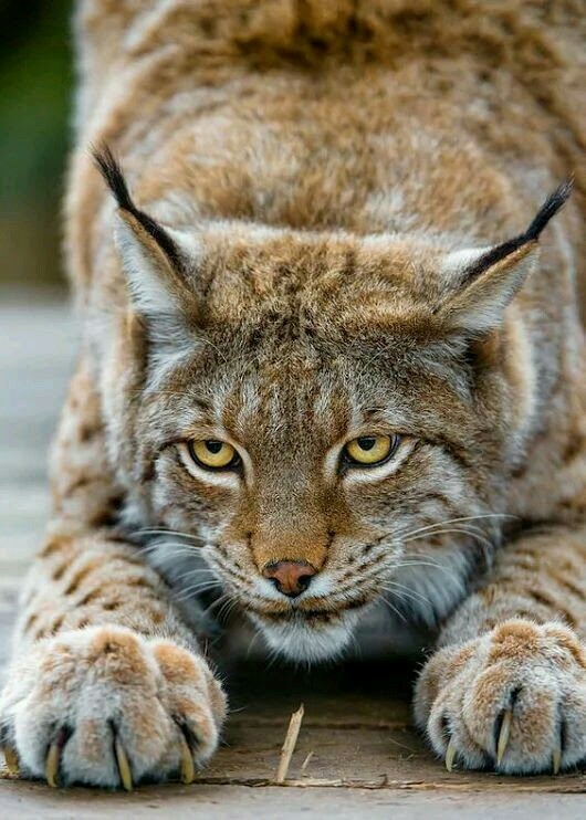 Dangerous cat - cat, Lynx, Predator, Predatory animals
