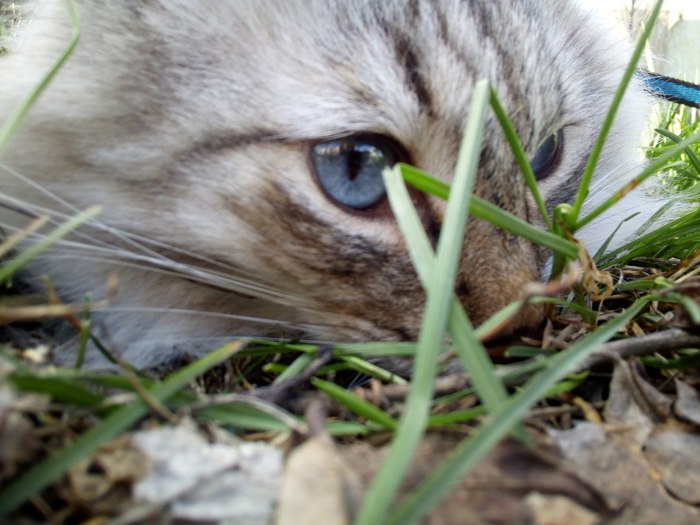 Cats on the grass - My, cat, Blue eyes, Neva Masquerade, , Longpost