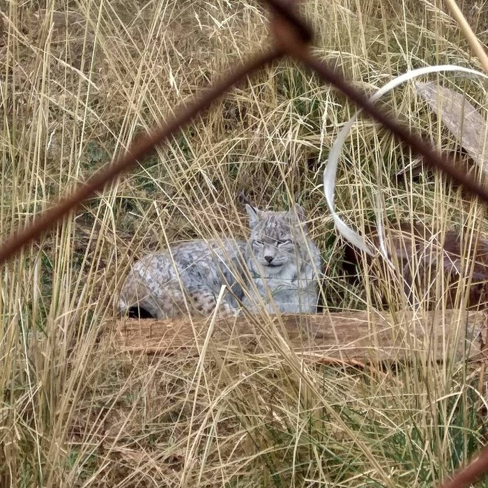 Murk :3 - My, Animals, Kyrgyzstan, Cat family, Lynx, Snow Leopard