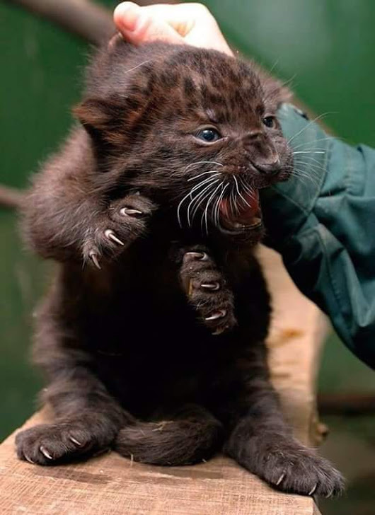 Yes, I will tear you apart. - The photo, Animals, Leopard, Panther, Claws