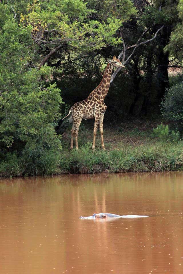 In South Africa, a giraffe killed a film director during filming - Giraffe, Death, Cinema