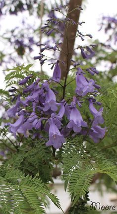 Blooming jacaranda. - Flowers, JACARANDA, , Longpost