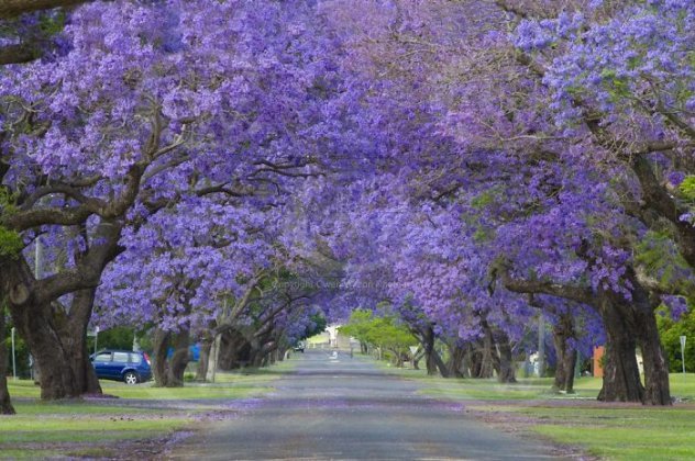 Blooming jacaranda. - Flowers, JACARANDA, , Longpost