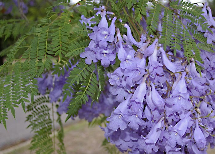 Blooming jacaranda. - Flowers, JACARANDA, , Longpost