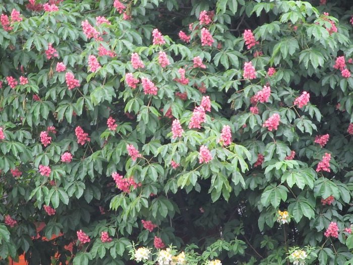 Pink chestnut. - Horse chestnut, Bloom, Longpost