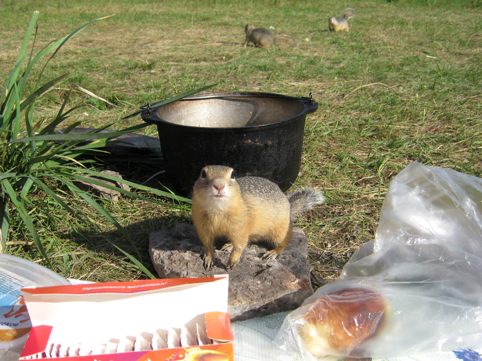 Gophers in the Khakass steppe - My, The photo, Animals, Khakassia, Longpost