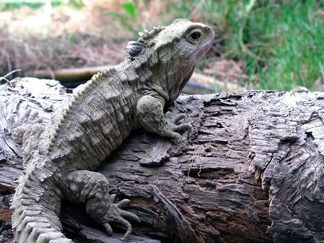 Tuatara - a reptile that outlived the dinosaurs - Gatteria, Dinosaurs, Longpost, Amazing