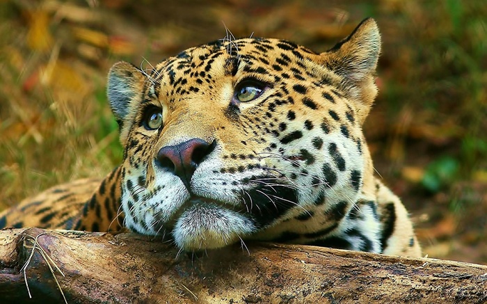 You are slandering me... Everyone can offend a vegan... - The photo, Wild animals, Leopard