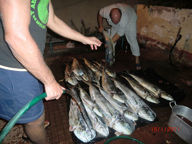 About Africa 5 (about fishing) - My, Africa, Fishing, Angola, Monster, Longpost