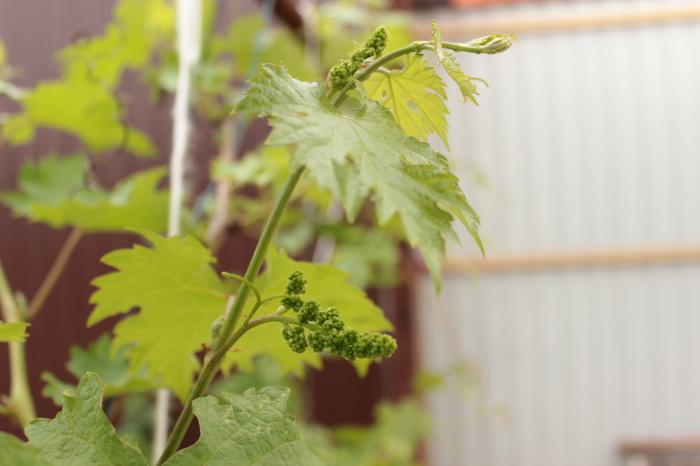 Late spring post - My, My, Beginning photographer, Spring, Grape, Brazier, Longpost