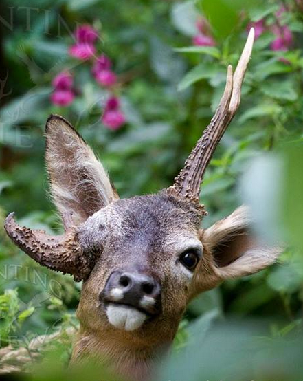 Antlers growing from the eye socket... - Antlers, Deer, Maral, Maral antlers, Ungulates, Horns, Genetics, Genetic diseases, Animals, Wild animals, Deviations