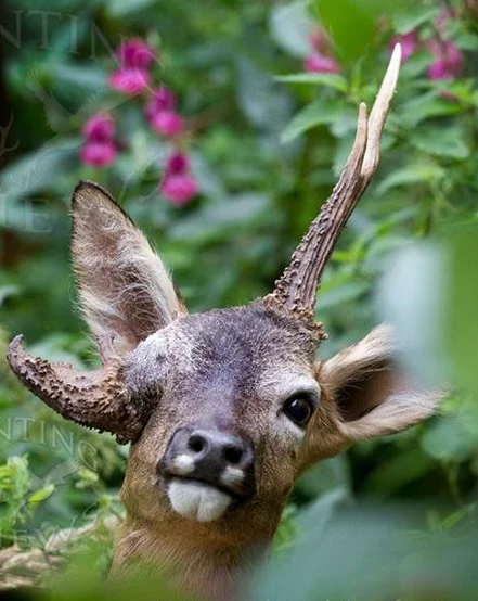 Antlers growing from the eye socket... - Antlers, Deer, Maral, Maral antlers, Ungulates, Horns, Genetics, Genetic diseases, Animals, Wild animals, Deviations